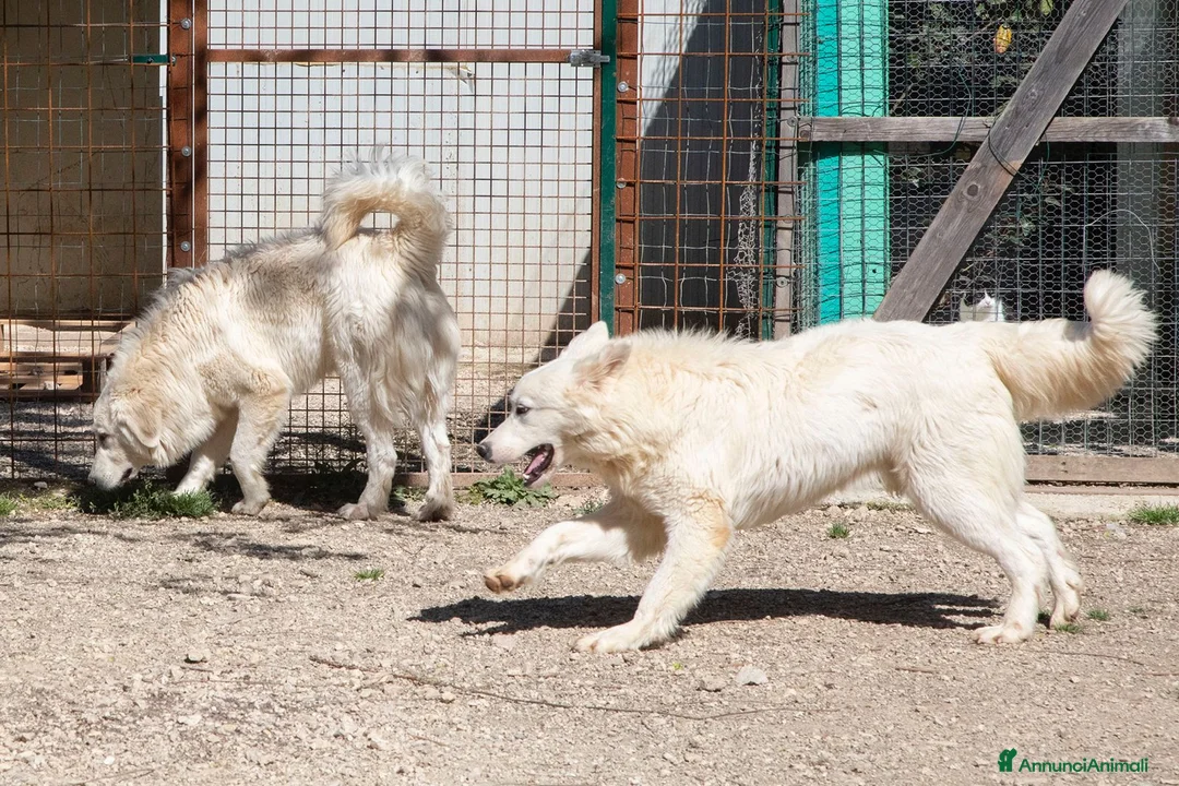 Meticcio cani in regalo: IL TENERISSIMO LUCKY a Provincia di Brescia - Annuncio 4