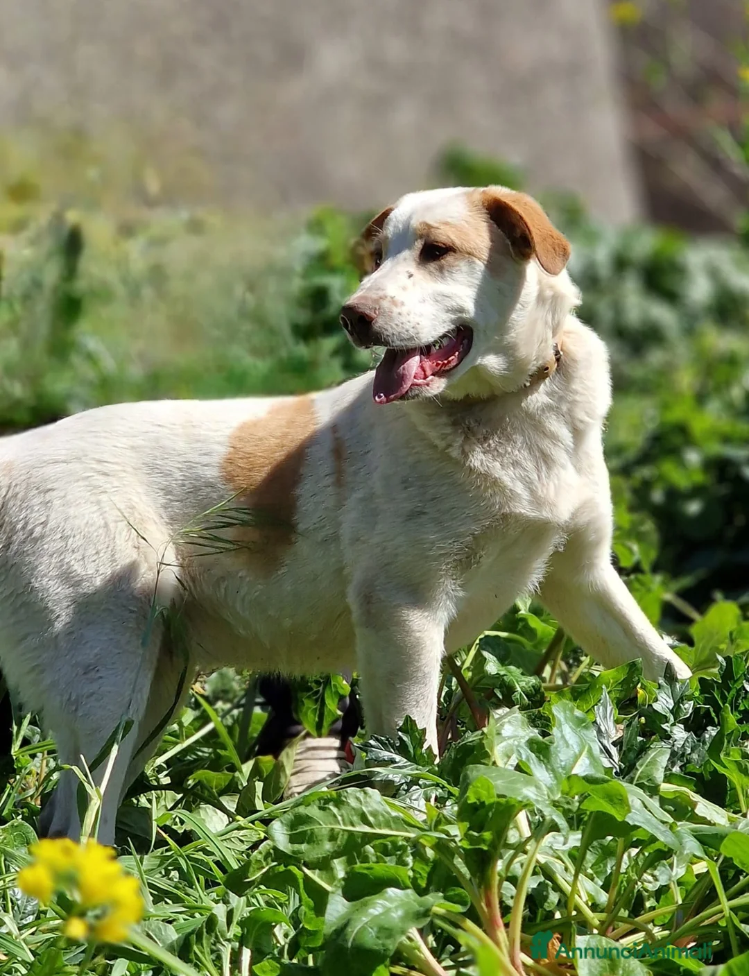 Meticcio cani in regalo: MOOCKIE ASPETTA UNA MAMMA  - Annuncio 2