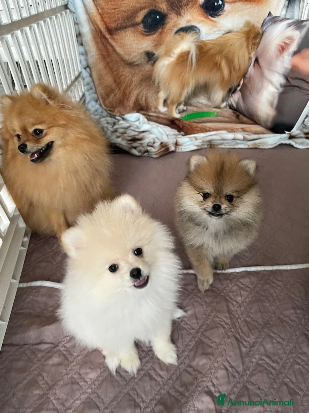 Volpino Pomerania cani in vendita: Cuccioli spitz nano / pomerania  - Annuncio 2