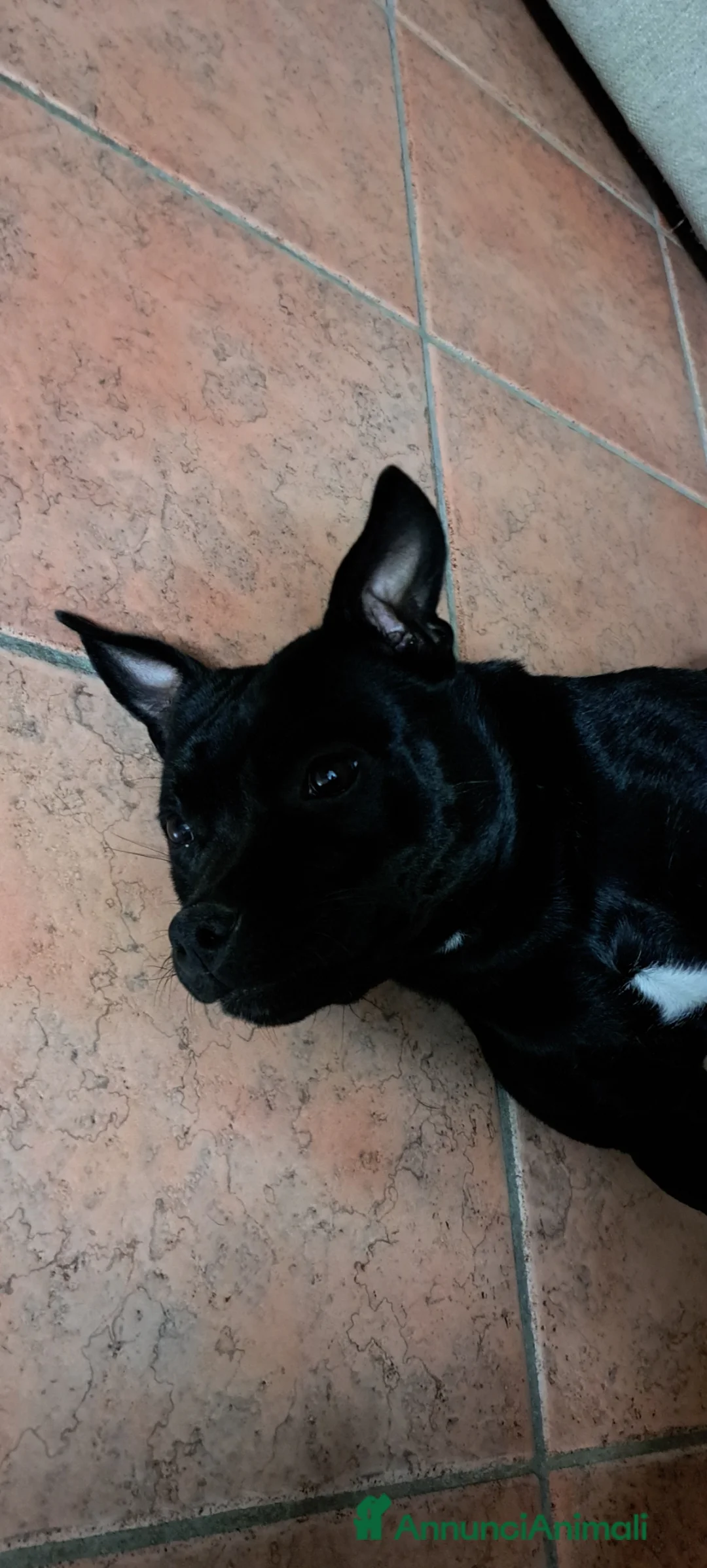 American Staffordshire cani in vendita: America staffordshire  a Provincia di Cremona - Annuncio 3