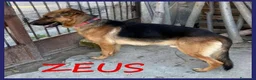 Pastore Tedesco cani in regalo: ZEUS buono e socializzato a Città metropolitana di Roma Capitale - Annuncio 1