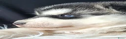 Husky cani in vendita: SIBERIAN HUSKY CUCCIOLATA CON PEDIGREE  - Annuncio 3