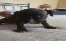 American Staffordshire cani in vendita: Vendo amstaff 2 mesi a Città Metropolitana di Torino - Immagine 3