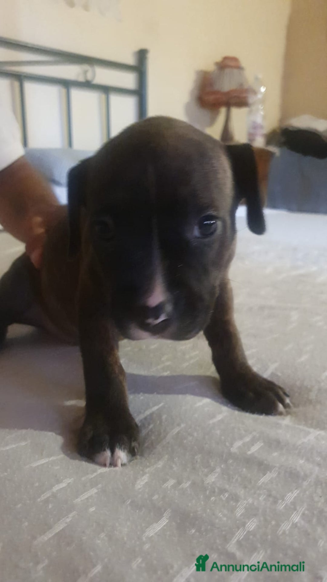 American Staffordshire cani in vendita: Vendo amstaff 2 mesi a Città Metropolitana di Torino - Immagine 3