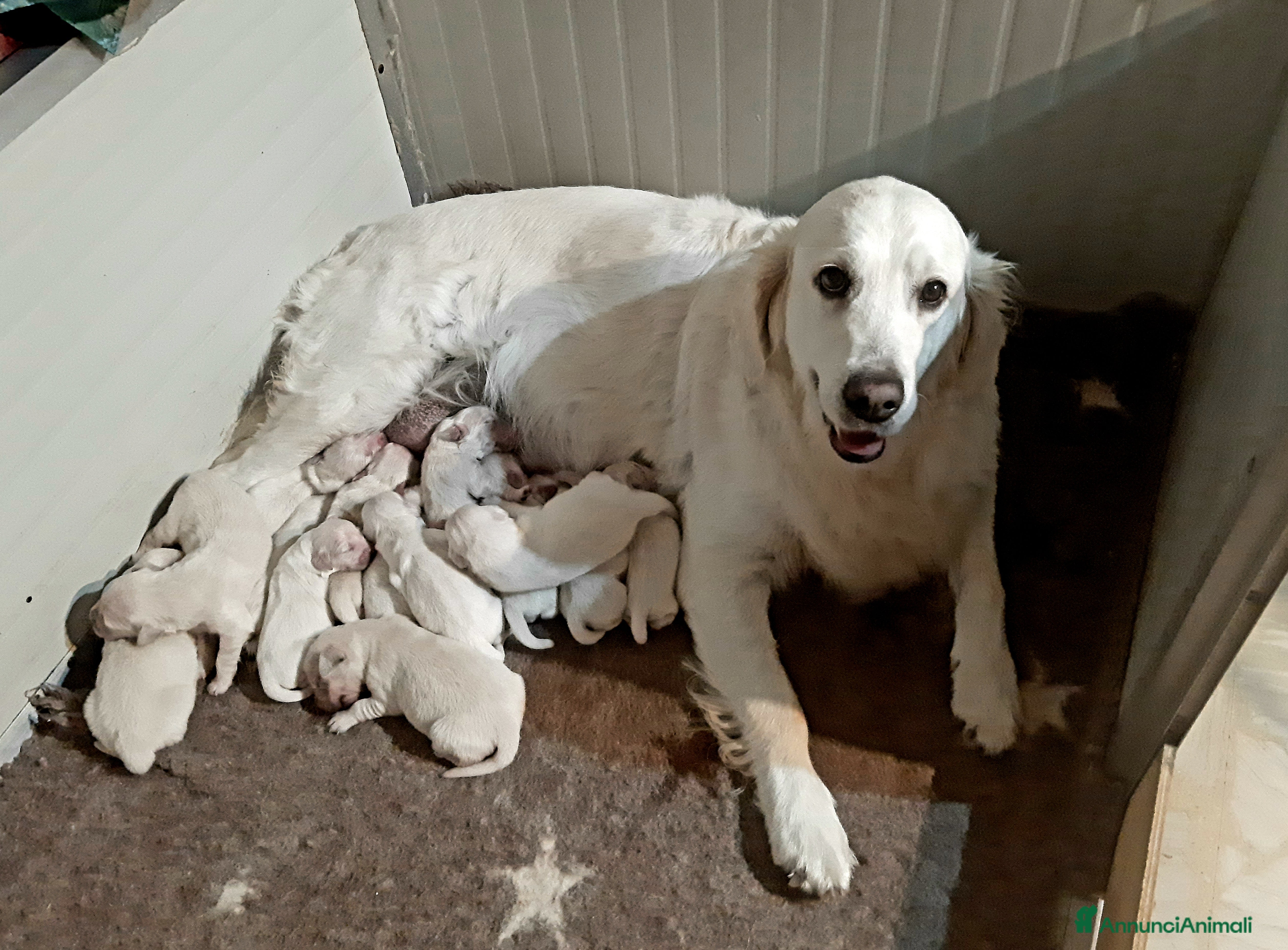 Golden Retriever cani Cuccioli di Golden Retriever  - Annuncio 7