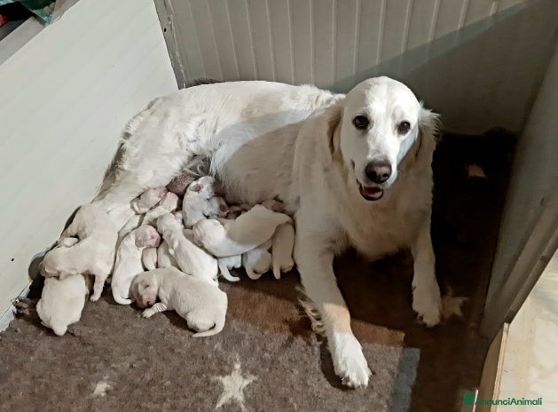 Golden Retriever cani - Annuncio 5