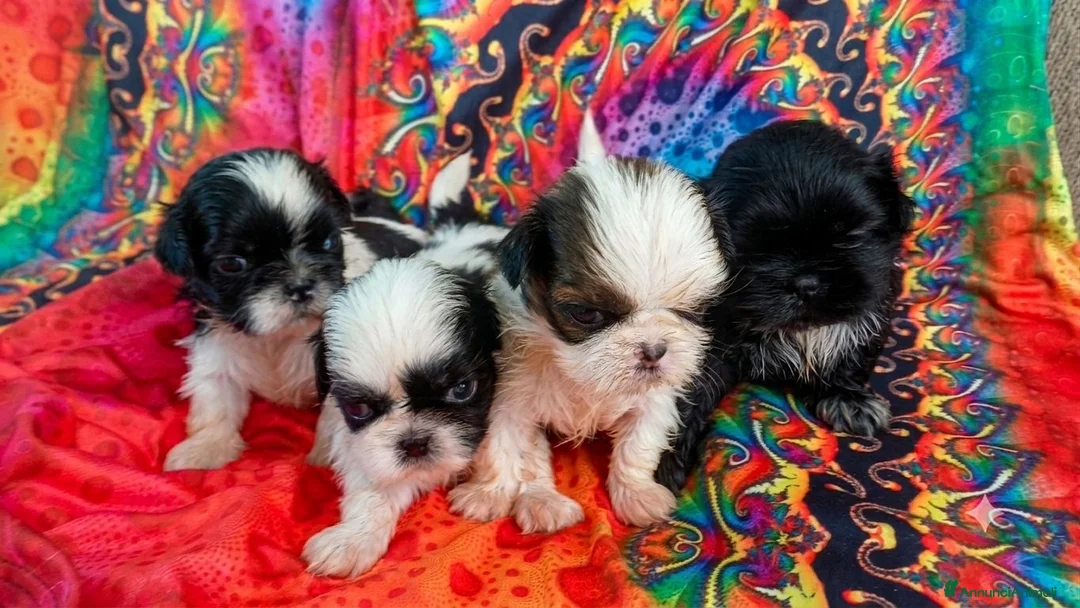 Shih Tzu cani in vendita: Cuccioli shih-tzu  - Annuncio 1