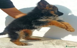 Pastore Tedesco cani in vendita: Cuccioli pastore tedesco - Immagine 5