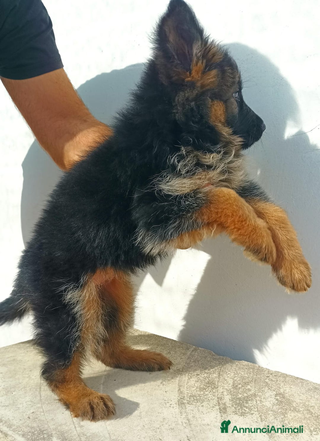 Pastore Tedesco cani in vendita: Cuccioli pastore tedesco - Immagine 5