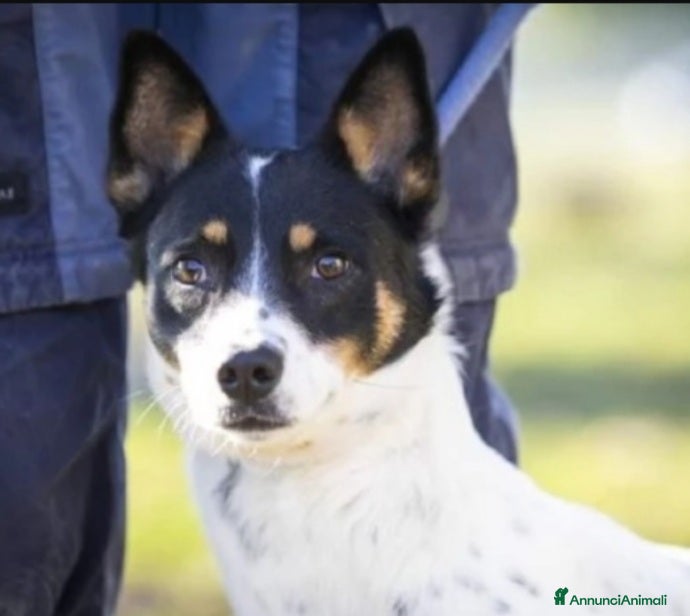 Meticcio cani Femmina medio piccola sfortunata! SOS CASA VARESE a Città metropolitana di Milano - Annuncio 5