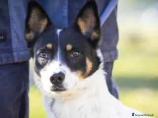 Meticcio cani Femmina medio piccola sfortunata! SOS CASA VARESE a Città metropolitana di Milano - Annuncio 2