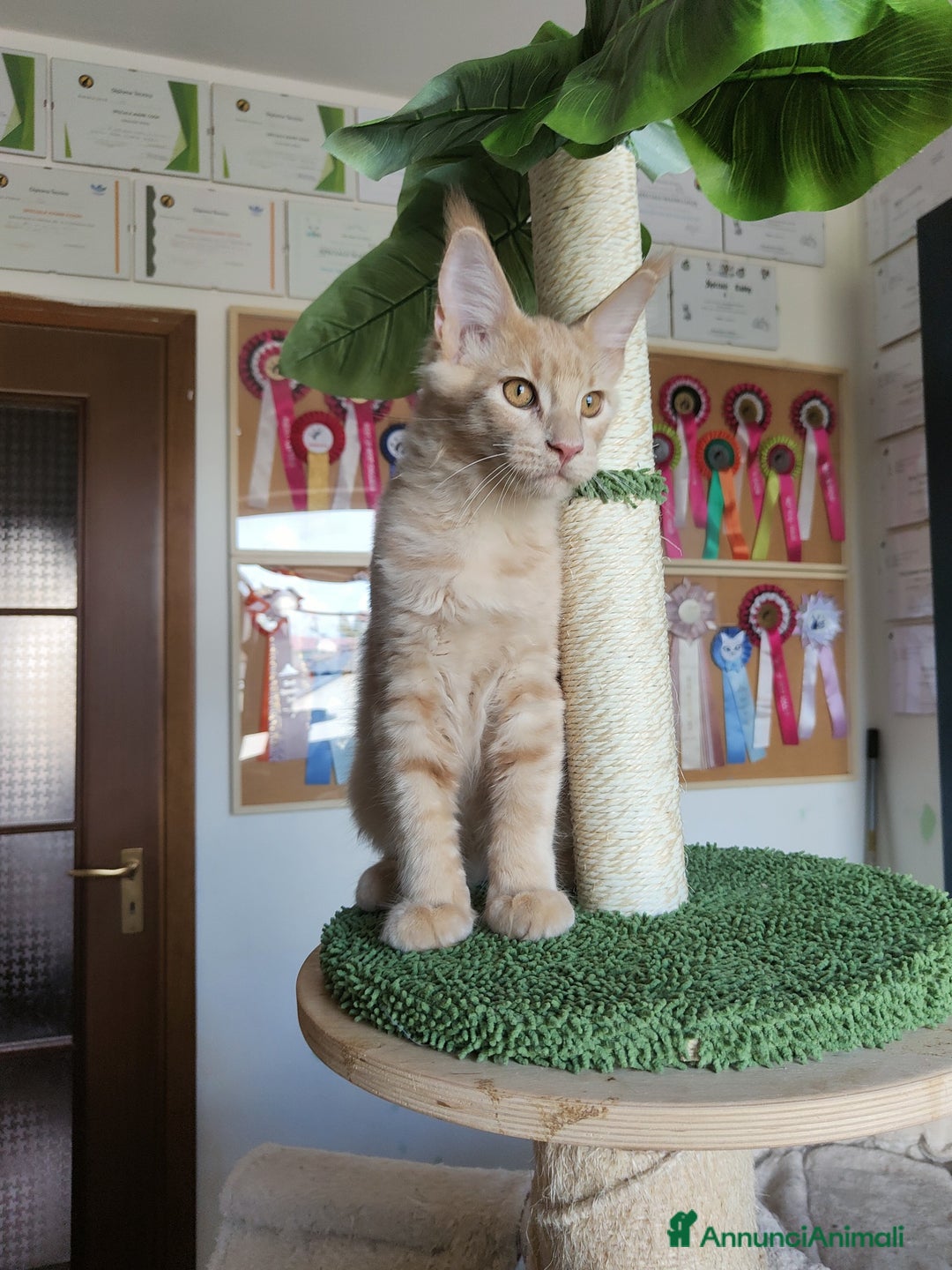 Maine Coon gatti in vendita: Cucciolo Maine Coon Maschio Crema - Annuncio 3