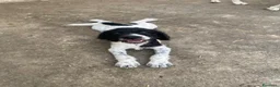 Meticcio cani in vendita: Bellissimi cuccioli Lagotto e Pointer a Città Metropolitana di Torino - Annuncio 4