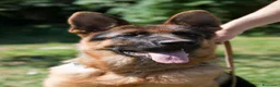 Pastore Tedesco cani in vendita: PASTORI TEDESCHI - Annuncio 37
