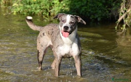 Meticcio cani in regalo: TALA, meravigliosa cagnolona tanto dolce! a Città Metropolitana di Firenze - Immagine 5