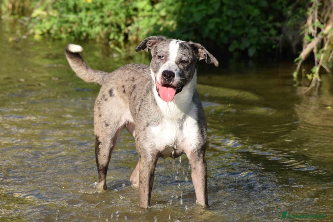 Meticcio cani in regalo: TALA, meravigliosa cagnolona tanto dolce! a Città Metropolitana di Firenze - Immagine 5