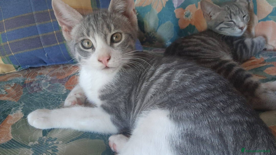 Europeo gatti in regalo: Dolce micino da adottare, DENNY! - Annuncio 6