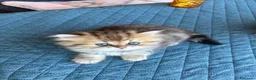 Persiano gatti in vendita: Gattini persiani chinchilla maschi  - Annuncio 14