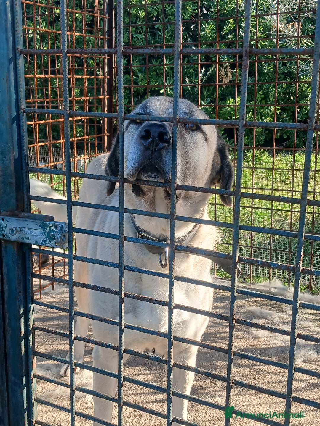 Pastore dell’Anatolia cani in vendita: Kangal pastore dell'anatolia - Annuncio 9