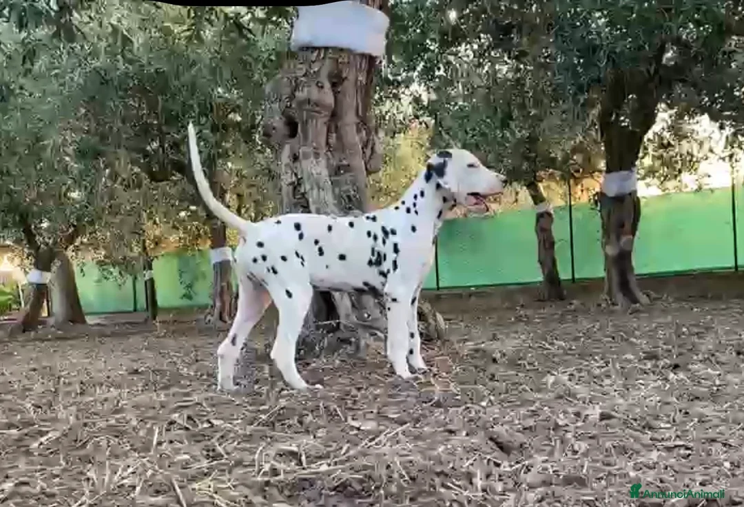 Dalmata cani in vendita: Ultimo maschietto di cucciolo di dalmata  a Città Metropolitana di Bari - Annuncio 2