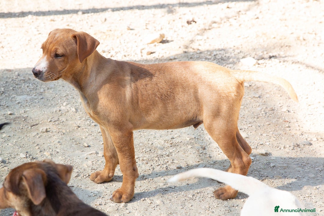Meticcio cani in regalo: ADOTTA CORFU' a Città Metropolitana di Firenze - Annuncio 5