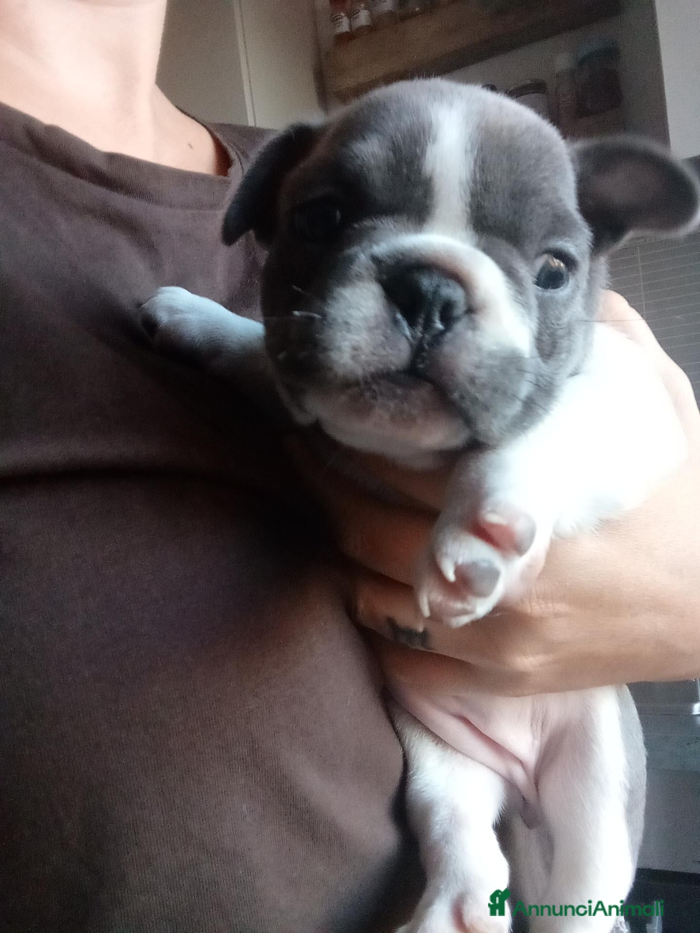 Bulldog Francese cani Cucciola bulldog francese - Annuncio 14