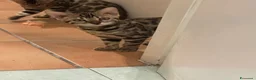 Bengala gatti in vendita: Gattina Bengala senza Pedigree - Annuncio 4