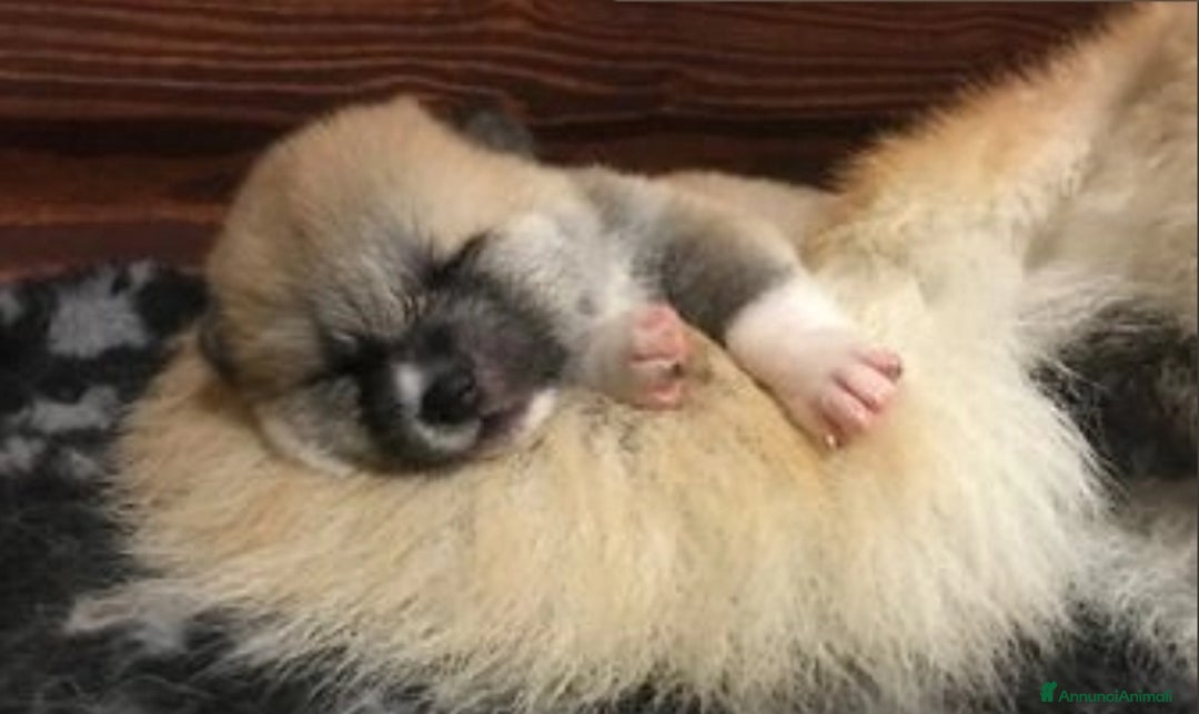 Akita Inu cani in vendita: Cuccioli di AKITA LOMBARDIA  - Annuncio 8