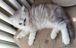 Persiano gatti in vendita: Gattini persiani normotipo Chinchilla  a Provincia di Modena - Immagine 12