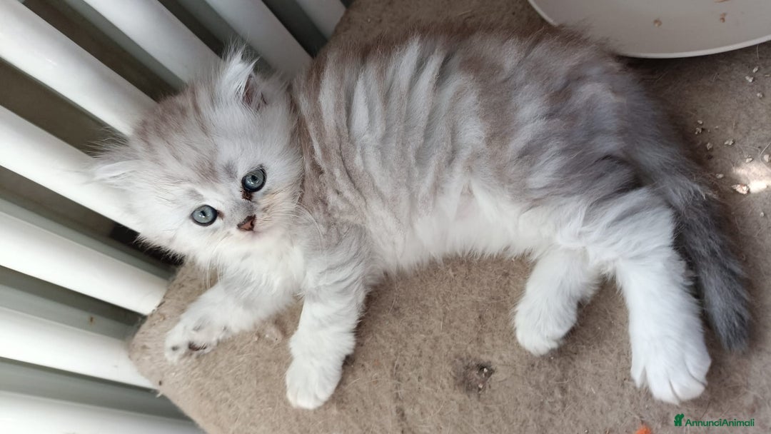 Persiano gatti in vendita: Gattini persiani normotipo Chinchilla  a Provincia di Modena - Immagine 12