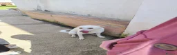 Meticcio cani in regalo: 15 chili, bello, intelligente, simpatico   - Annuncio 12