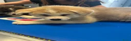 Akita Inu cani in vendita: Cuccioli di Akita inu - Annuncio 5