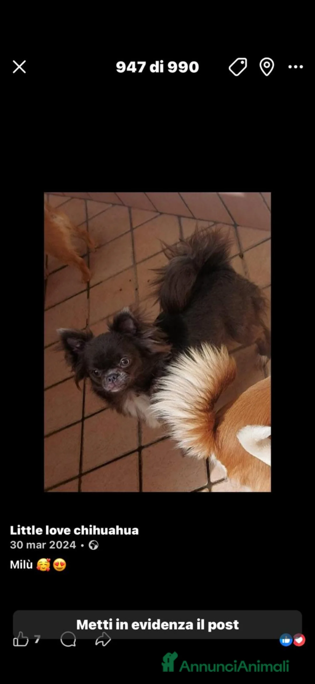 Chihuahua cani in vendita: Chihuahua meravigliosi - Annuncio 9