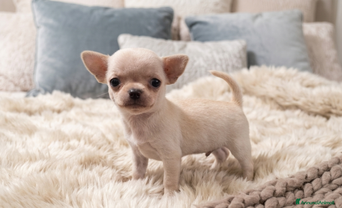 Chihuahua cani Mini mini chihuahua pedigree enci - Annuncio 16