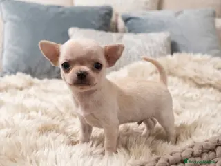 Chihuahua cani Mini mini chihuahua pedigree enci - Annuncio 16