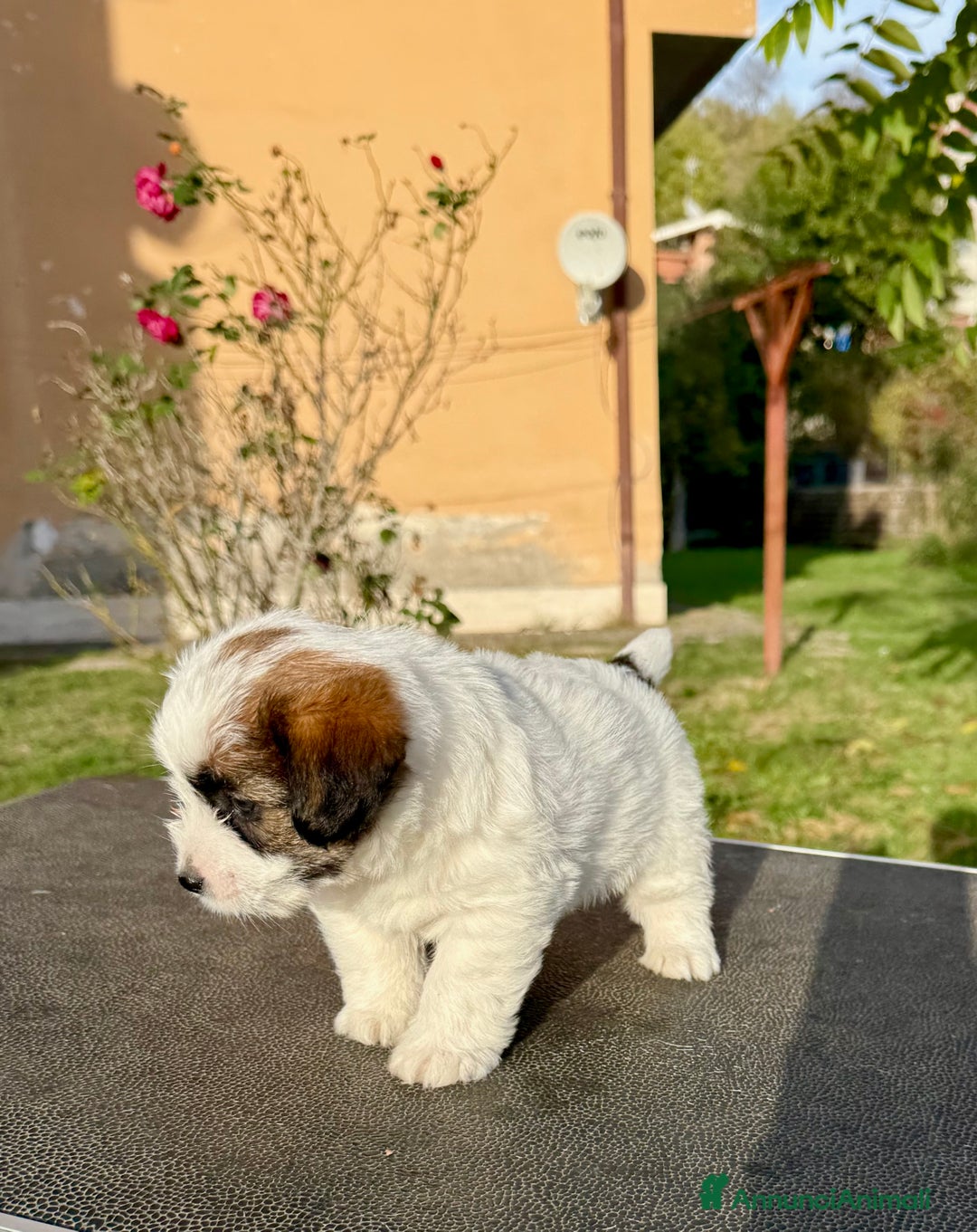 Jack Russell cani in vendita: Jack Russell pelo ruvido - Annuncio 4