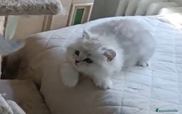 Persiano gatti in vendita: Gattini persiani normotipo Chinchilla  a Provincia di Modena - Immagine 3