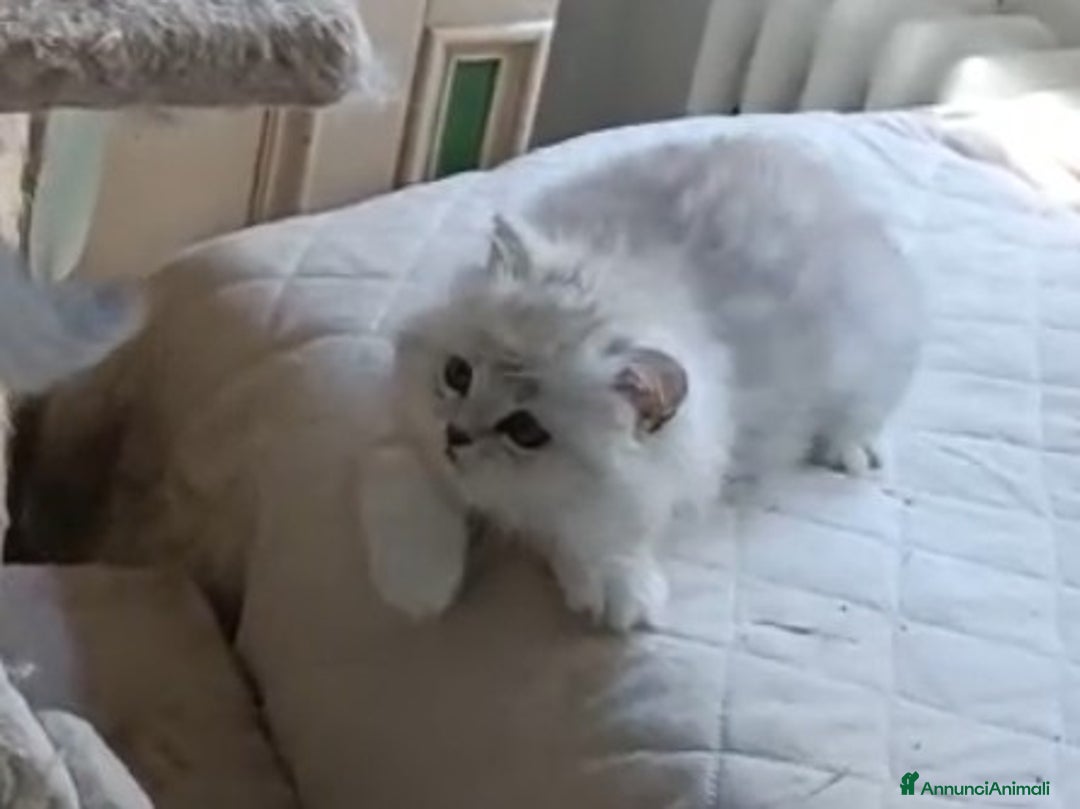 Persiano gatti in vendita: Gattini persiani normotipo Chinchilla  a Provincia di Modena - Immagine 3