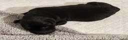 Labrador cani in vendita: Cuccioli di Labrador retriever neri e gialli - Annuncio 3