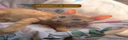 Altre razze gatti in regalo: Tanti gattini desiderosi di trovare casa  a Provincia di Bergamo - Annuncio 1