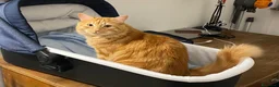 Europeo gatti in regalo: Gattini inseparabili - Annuncio 2