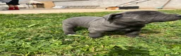 Cane Corso cani in vendita: Cucciola di cane corso!!  - Annuncio 12