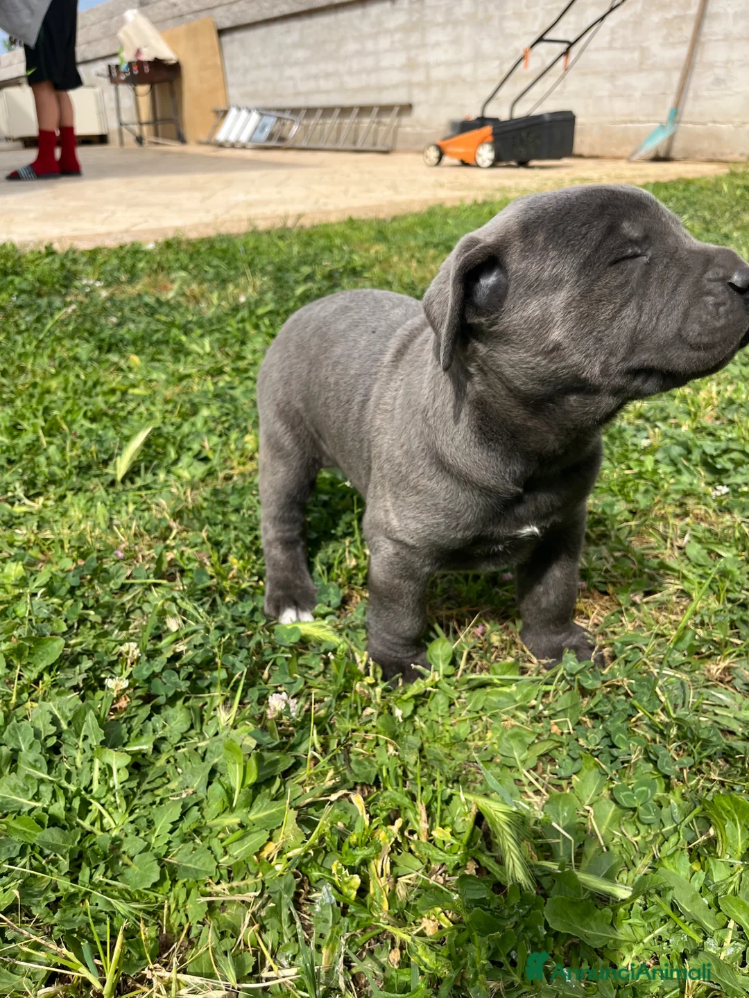 Cane Corso cani in vendita: Cucciola di cane corso!!  - Annuncio 12