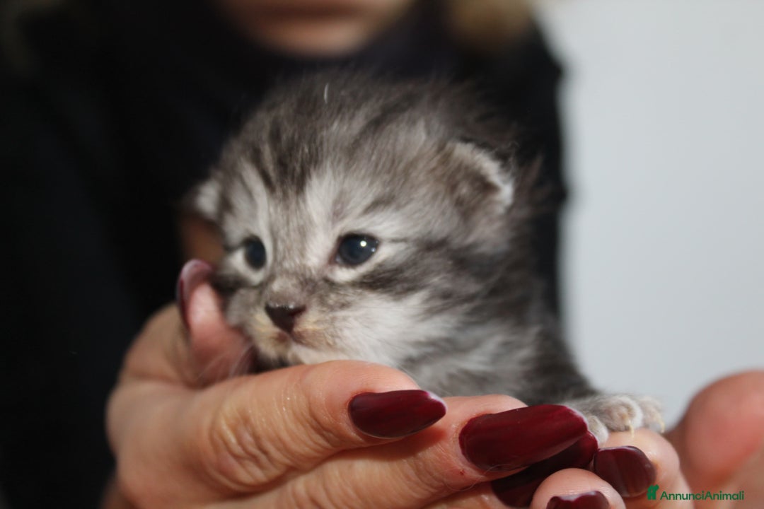 Maine Coon gatti in vendita: Maine Coon  - Immagine 8