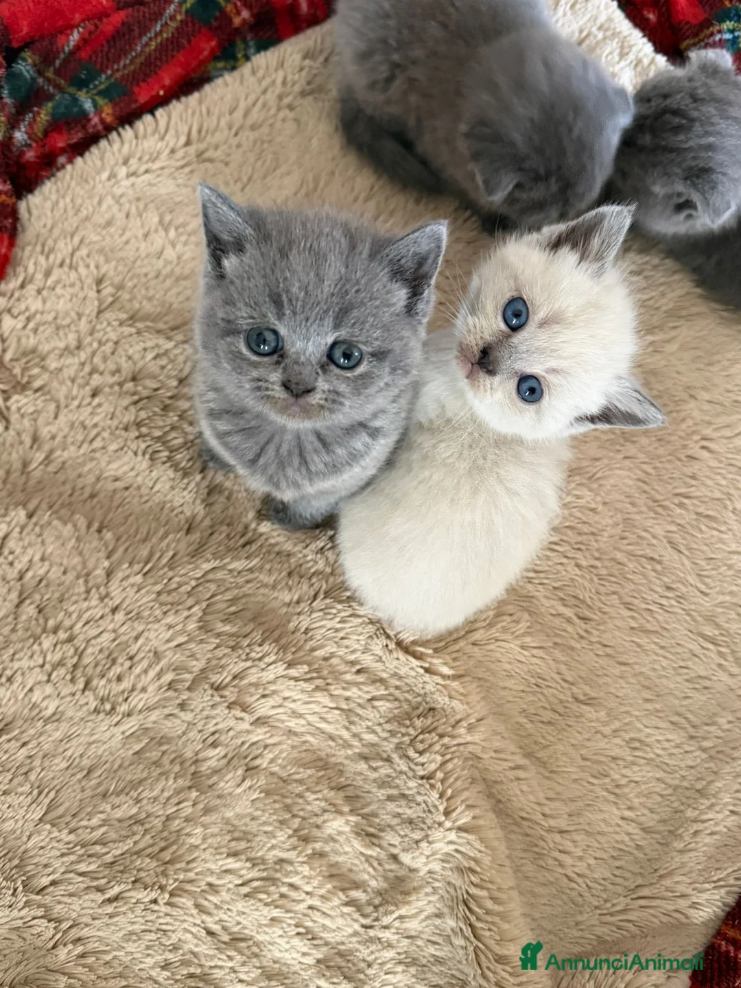Scottish gatti in vendita: Cuccioli di scottish straight e fold a Provincia di Salerno - Annuncio 4