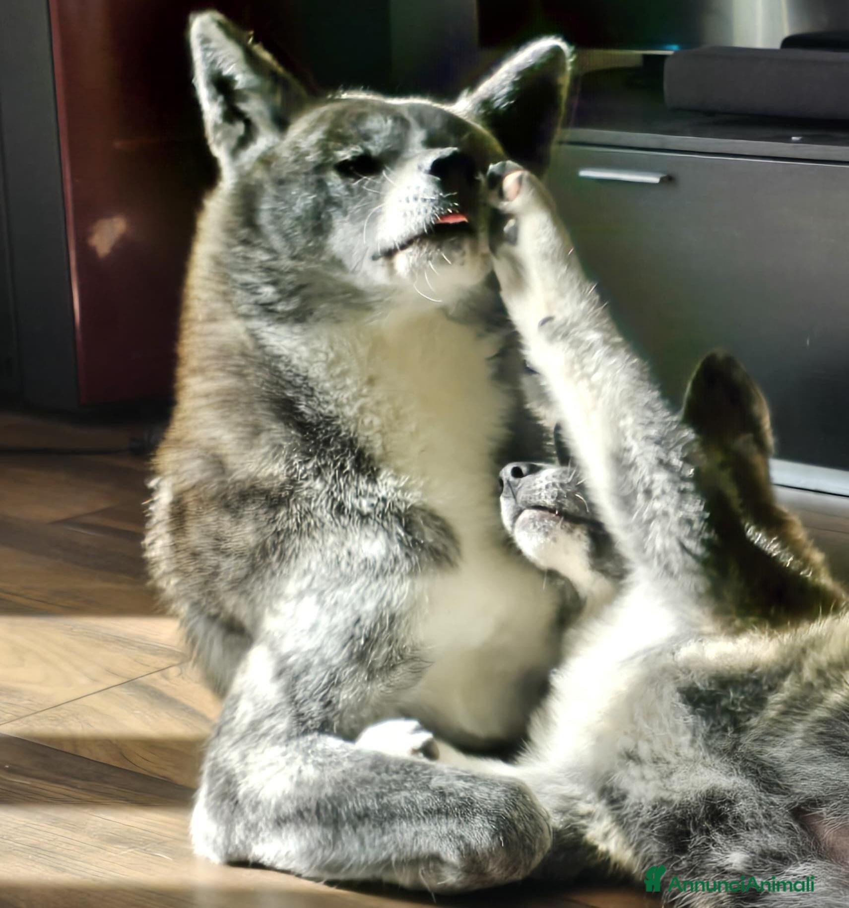 Akita Inu cani in vendita: Akita inu maschio  - Annuncio 1