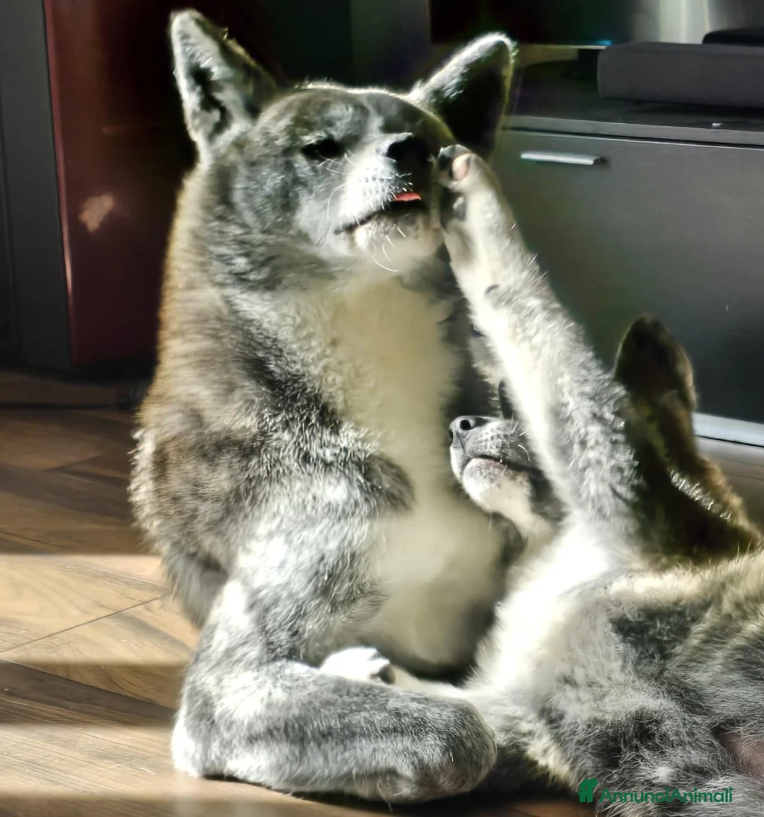 Akita Inu cani in vendita: Akita inu maschio  a Provincia di Como - Annuncio 1