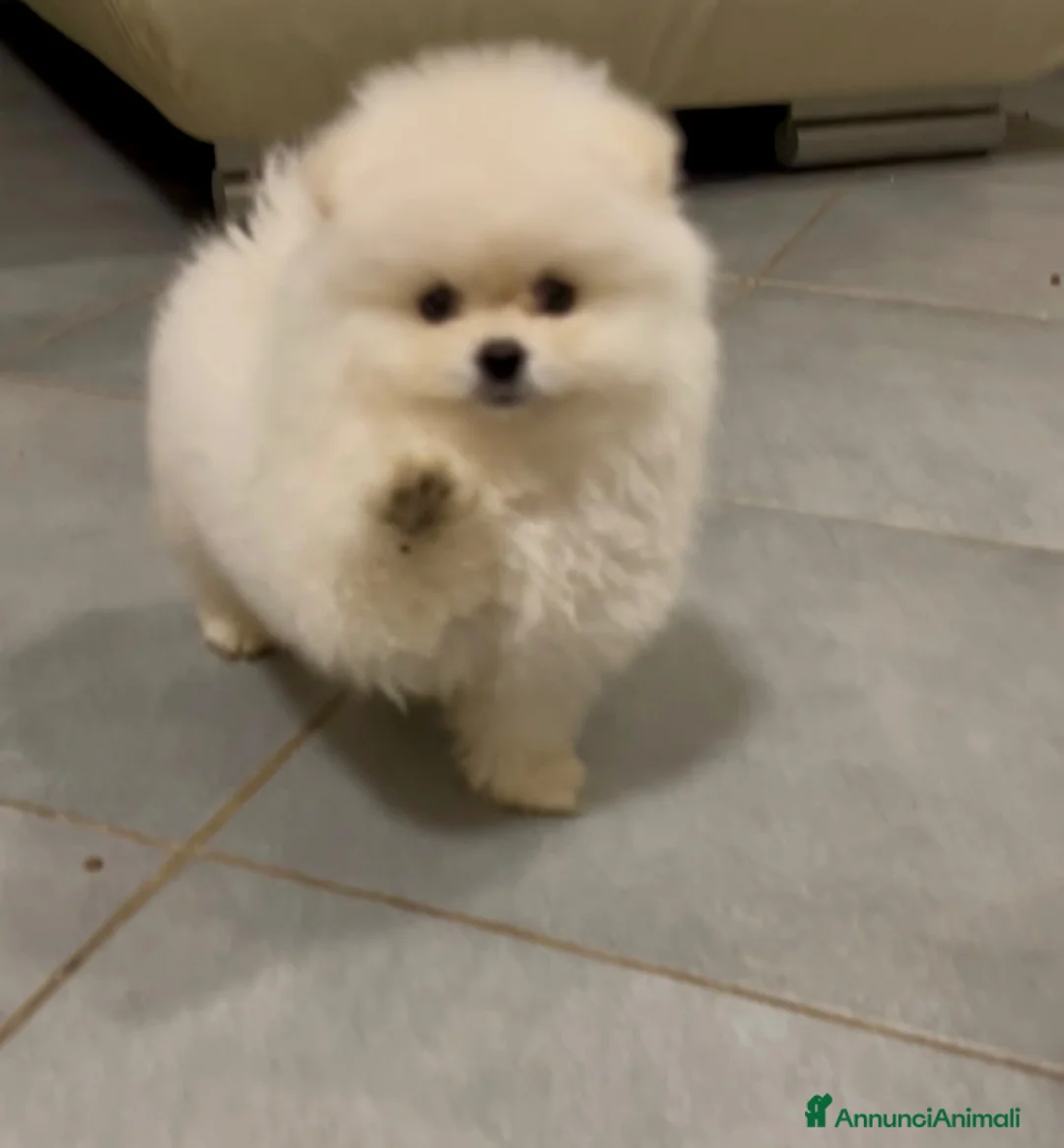 Spitz cani in vendita: Pomerania Spitz Toy nano  - Annuncio 2