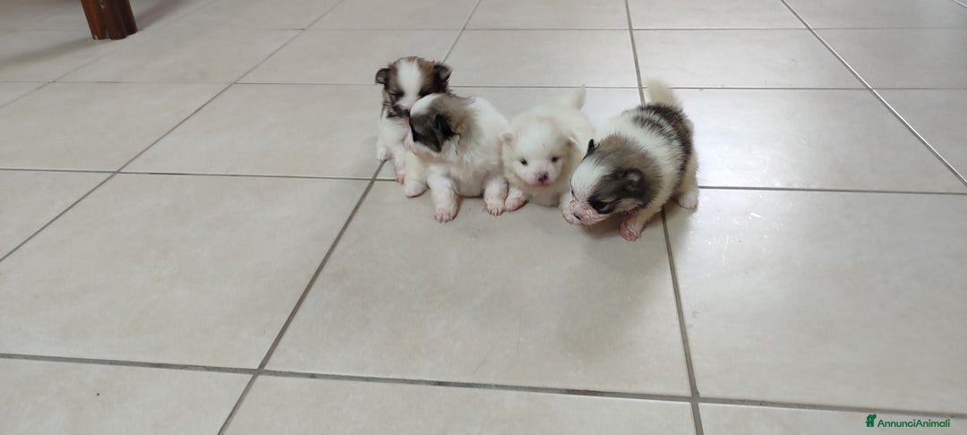 Spitz cani in vendita: Spitz Pomerania - Annuncio 12