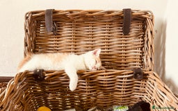 British gatti in vendita: 🐾 Cuccioli British Shorthair 🐾  a Provincia di Padova - Immagine 3